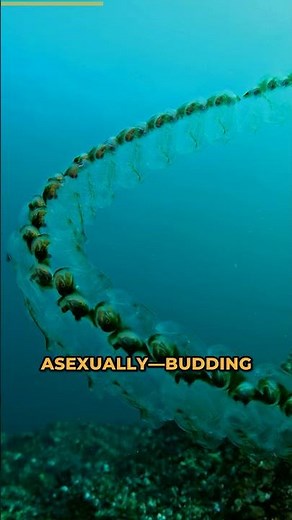 Why Do Salps Form Chains Miles Long in the Ocean?