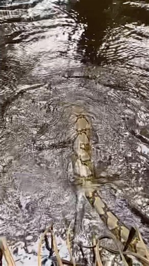Check out this reticulated python