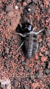 17K views · 159 reactions | Rhagodes cf. melanus NZ 7.2024 | Clemens Schweiger | Facebook