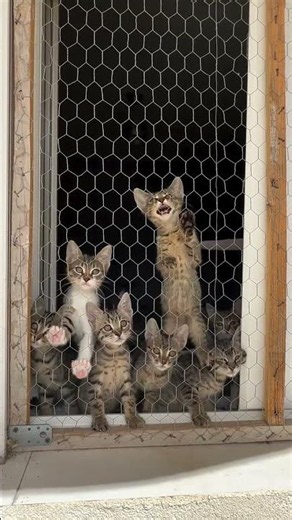 c'est magnifique vidéo chat nature top top vidéo