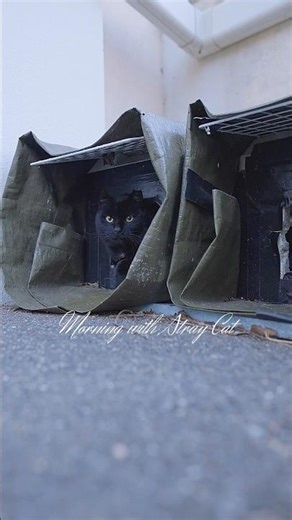 Morning with Stray Cat #36