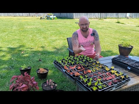 Propagating Coleus / How to Get the Largest Amount of Cuttings