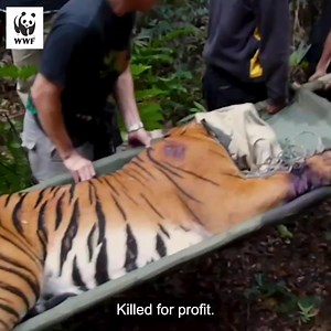 Time is running out for tigers. These endangered big cats desperately need your protection. Habitat loss, poaching and conflict with humans is driving them dangerously close to extinction. | WWF-Australia