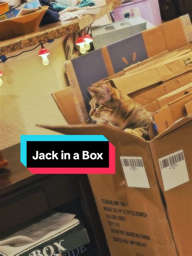 Rescue Mission: Jack in a Box Cat Adventure
