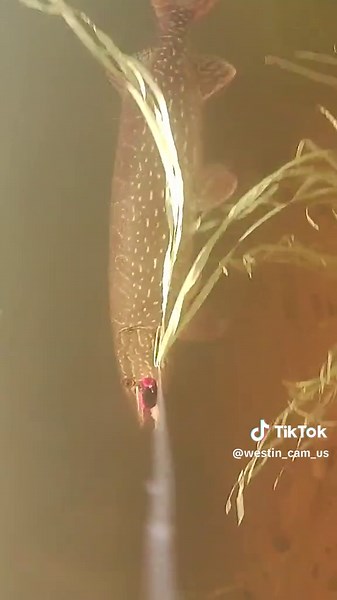 Pike Fishing Techniques: Catch More with these Tips