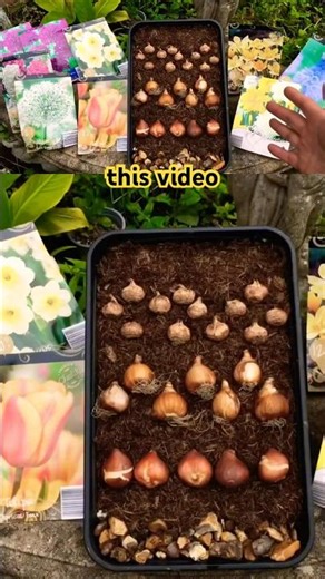 The ART To Planting Bulbs At Home #flowers #garden #gardeningtips #fyp
