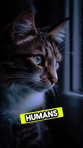Can Cats Really Sense Earthquakes?” #facts #animalfacts #animals #shorts