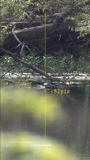 Daystate Black Wolf Turtle Hunt!