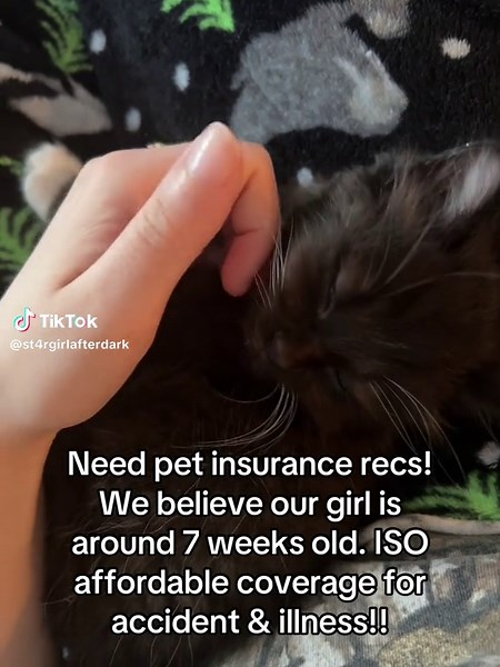 Affordable Pet Insurance Tips for Your Kitten