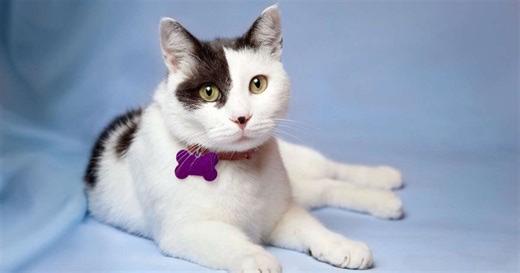 10 nomes de personagens do Cartoon Network para gatos