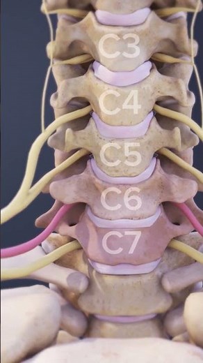 What are the 8 Cervical Nerves?
