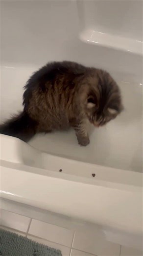 Maine Coon - your bathtub is my playground 😻😻😻