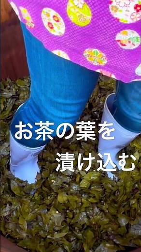 後発酵茶は愛情込めて、踏み込む！#阿波晩茶