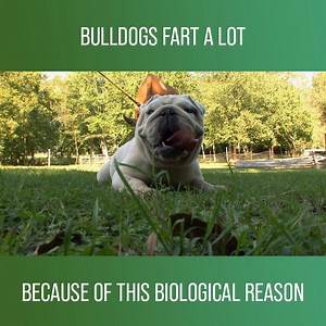 2.5K views · 54 reactions | The English Bulldog is an iconic breed that has been a symbol of determination and grit since the WW1. However this charming yet stubborn dog has some health issues, including a lot of farting...  Watch more Dogs 101 on discovery+: https://bit.ly/3k2Mlan | Love Animals | Facebook