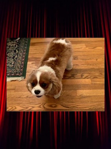 Dog Costume Fittings Part 1: Alien Costume #theatrekid #dreamgirls #cavalierkingcharles #alien