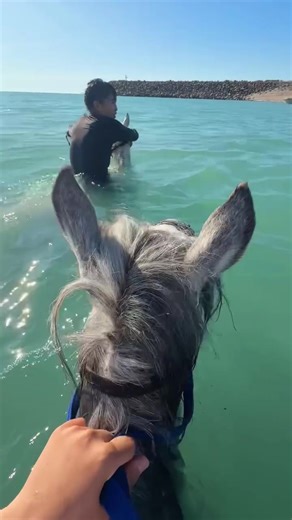 87751473213✅ (@alash_ricing_club)’s videos with оригинальный звук - какая-то такса