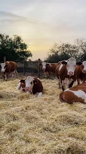 Simmental, Simmenthal o Fleckvieh #simmental | Infoagrìcola