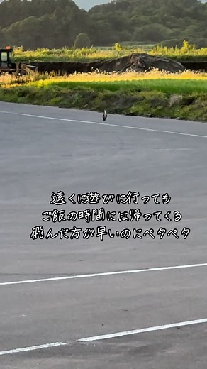 ご飯の時間にはちゃんと帰ってくるウーちゃん##おもしろ動画##鵜##ペンギン歩き