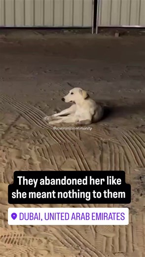 Another day, another abandoned pet. Last night around midnight, a construction worker called about a dog found completely alone in the Al Awir desert area. She appears to be a local desert mix, around 3 years old. She has a microchip but it is not registered, and she is not spayed. Right now she urgently needs help. The clinic has suggested handing her over to Dubai Municipality, but this will be extremely stressful for her and there is no certainty about what will happen to her afterwards. We a