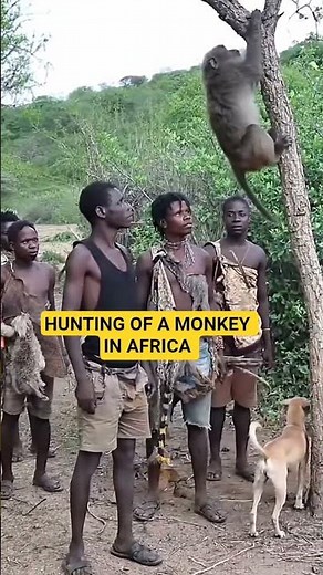 Wild Monkey Hunting in Africa | Survival in the Wild | Nature Documentary Scene#hunting #wildlife
