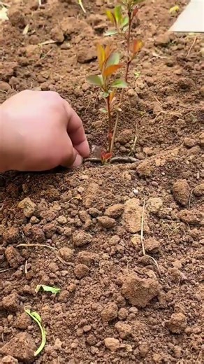 How to plant trees easily and quickly using simple tools