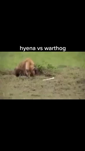 hyena pulls out warthog inside a burrow