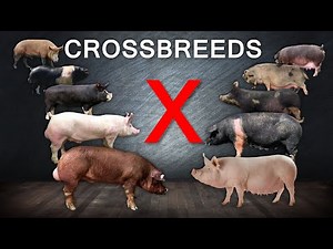 16 Result of Crossbreeding | Number of Piglets #crossbreeding
