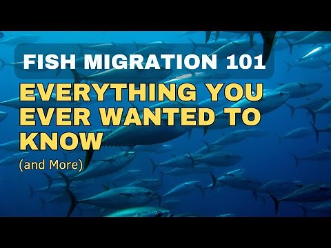 Fish Migration: Everything You Ever Wanted to Know (and More)