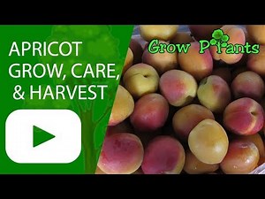Apricot tree - growing, care, protect & harvest fruits