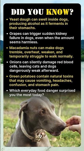 What Common Foods Can Harm Pets