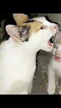 Cutest Meowing Forever !! Cats Meowing !! Kittens Meowing !! #cat #kitten #meowing