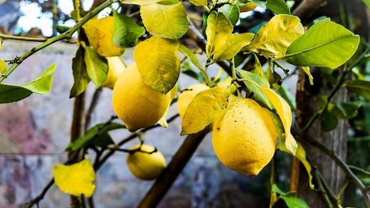 Comment cultiver oranges, citrons, limes et agrumes au Québec