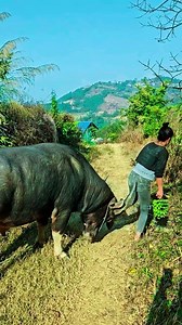 Woman Playing with Buffalos and Cows: Animal Love in the Forest