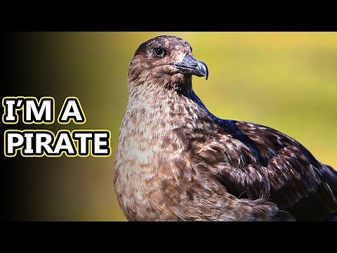 Skua facts: Sky Pirates | Animal Fact Files