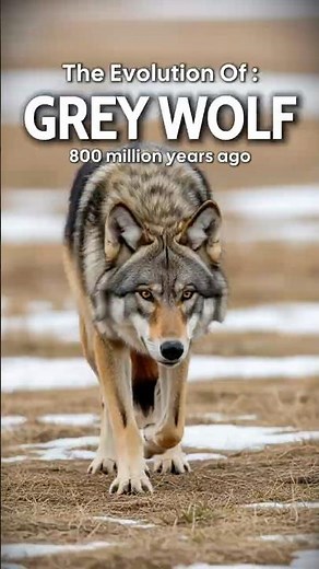 🐕 The Evolution Of Prehistoric Dogs 😏 | From Hesperocyon to Modern Pups | 60s Evolution