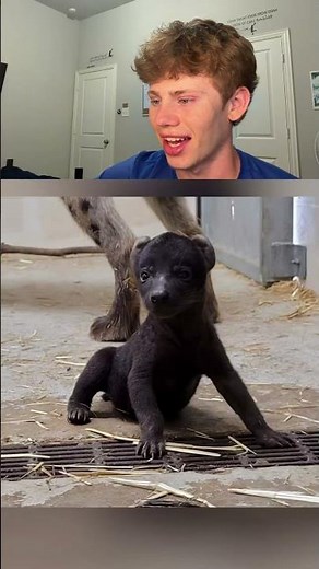 Animals, you haven’t seen as babies 🤯