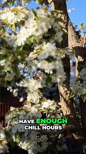 Chill Hours Matter! Grow Fruit Trees That THRIVE