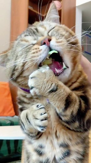 Funny Cat Eating Cake Compilation