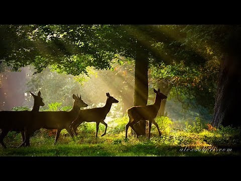 Michel Pépé - La Biche d'Amour