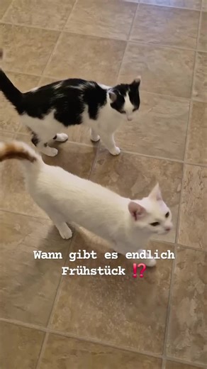 ANIfit: In Lebensmittelqualität, das auch für die menschliche Ernährung zugelassen ist. Genau deshalb ist es verlockend..... weil wirklich frisch und artgerecht auf die Bedürfnisse eines Carnivoren abgestimmt. Was ist artgerecht? ⤵️ ➡️Frisches Muskelfleisch, welches nicht von Massentierhaltung stammt und somit einen qualitativen Mehrwert sowie 100%ige Bioverfügbarkeit bietet. ➡️frische Tiernebenerzeugnisse vom Tier, welche alles an Mineralien, Vitaminen und Spurenelemente bietet, so der Magen, d