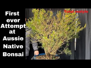 My first ever Australian Native bonsai transformation Massive Callistemon Bonsai