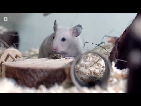 Crazy facts about rats you don't know