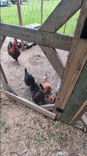 Why Does Everything Go Wrong For The Chickens?