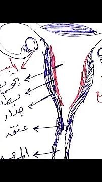 تعليمي| الجهاز التناسلي الأنثوي ( كيف ترسم؟ )