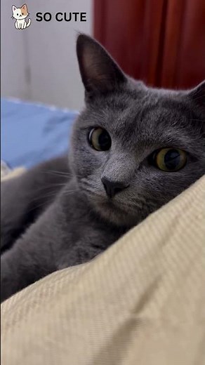 SO CUTE: Close Up of a Gorgeous Grey Cat on Bed 🥺