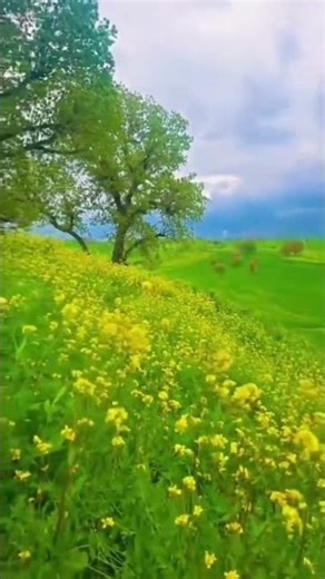 #music #islamicvideo #quran #duet