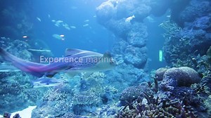 11K views · 136 reactions | Sponsored: GET READY TO DIVE IN OMAN AQUARIUM 拾麗 Every Thursday, Friday and Saturday at 2pm, 4pm and 6pm There are limited spots for every time so hurry up and book now  directly through the link below: https://www.molamoladivingcenter.com/oman-aquarium/ For more information: MolaMola +968 9667 4612 Oman Aquarium +968 9333 5064 / +968 24268926 | Times of Oman | Facebook
