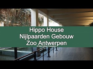 Hippotopia (Hippo House / Nijlpaardenhuis) : Zoo Antwerpen (Tour)