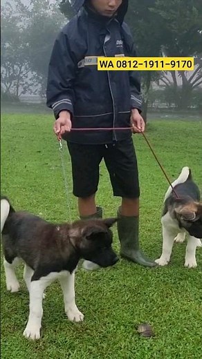 For Sale Akita Puppies