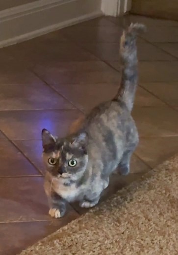 Munchkin Cat Chit Chat: Adorable Conversations with Mittens